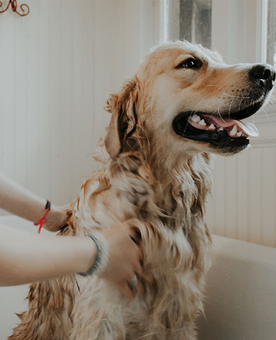 Devenir toiletteur canin et félin en ligne