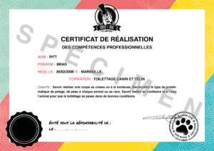 Certificat de formation toiletteur canin et félin Snob Dog Academy