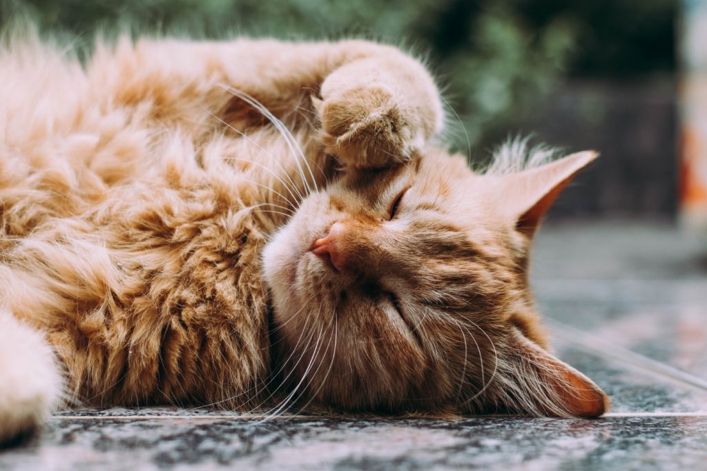 entretenir son animal vs. l'emmener chez le toiletteur