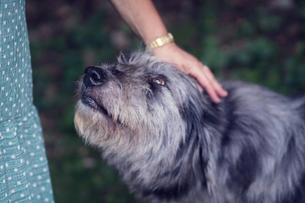 massage animalier ou osteopathie