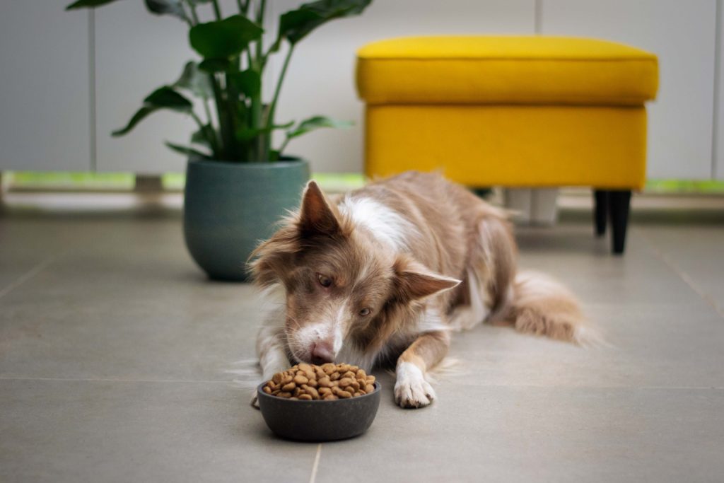 choisir l'alimentation de son animal