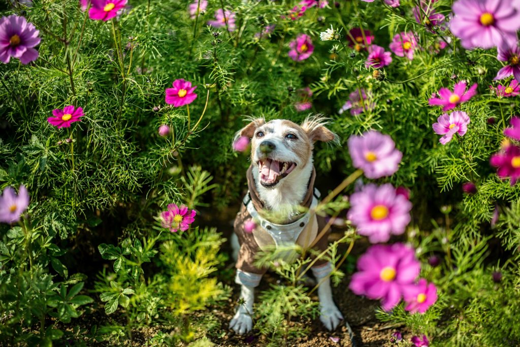 printemps et désagréments pour nos animaux de compagnie