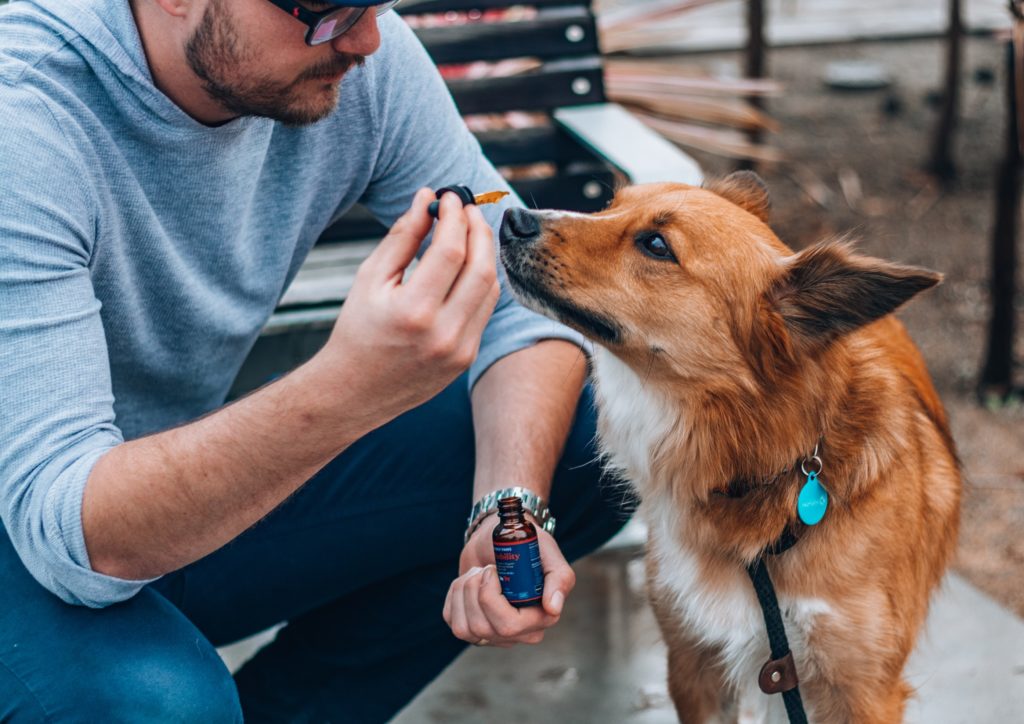 le cbd pour les animaux