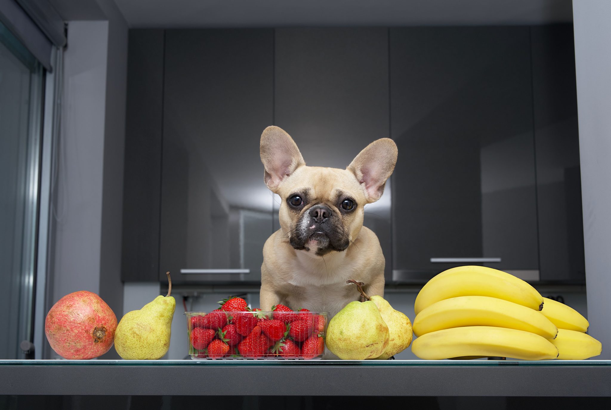 Les fruits et légumes bons pour mon chien Snob Dog Academy