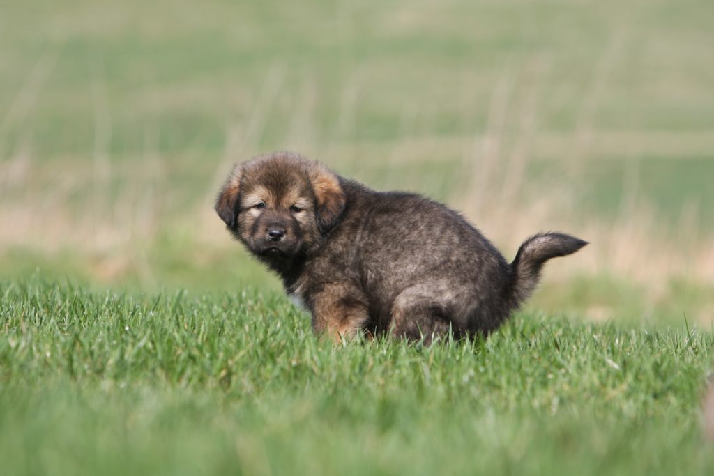 chien qui mange son caca