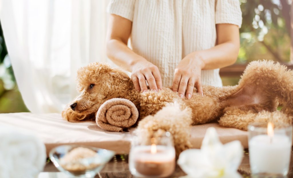salaire masseur canin