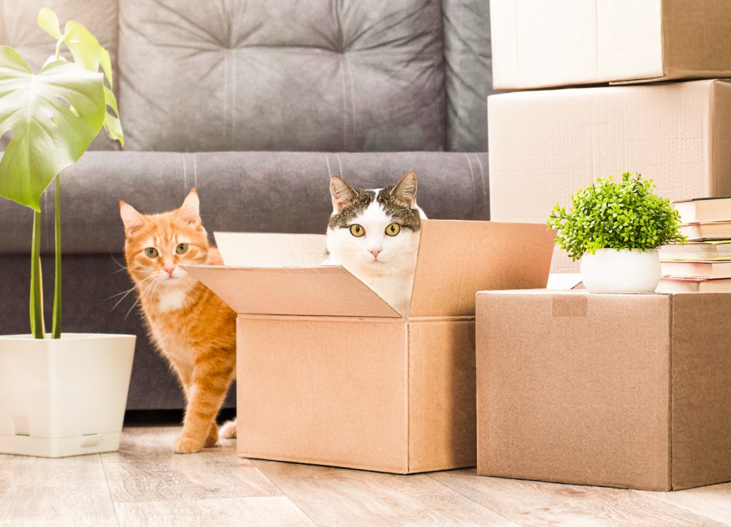 comment accompagner son chat au milieu des cartons de déménagement