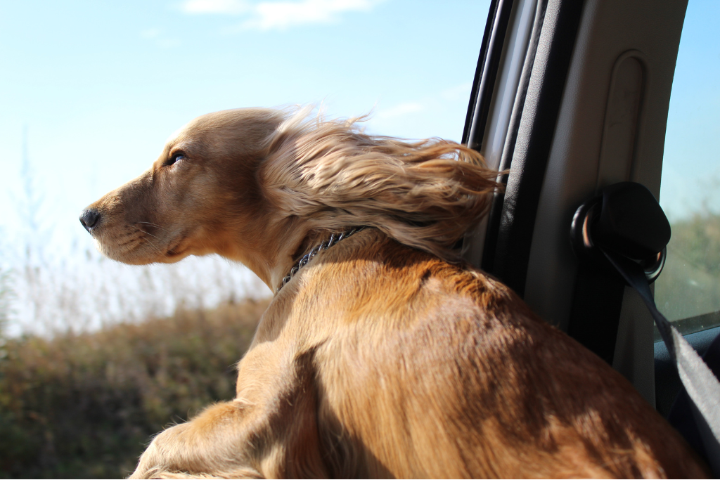 Pourquoi mon chien sort la tête de la voiture ?