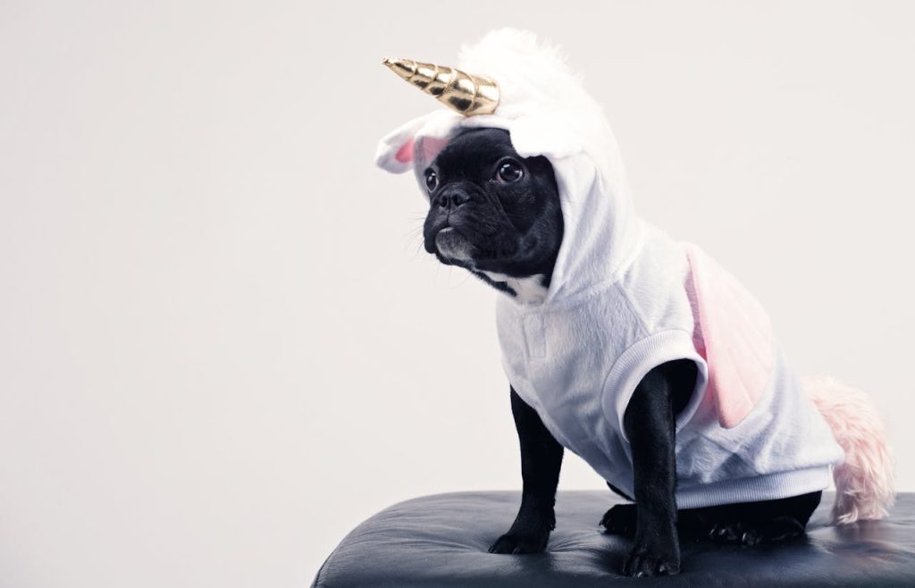 chien mignon