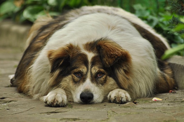 le plus gros chiens du monde