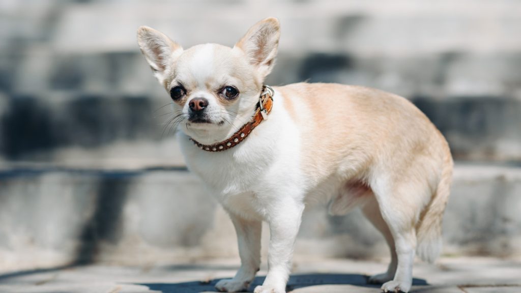 chihuahua