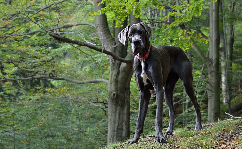 race de chien grand​