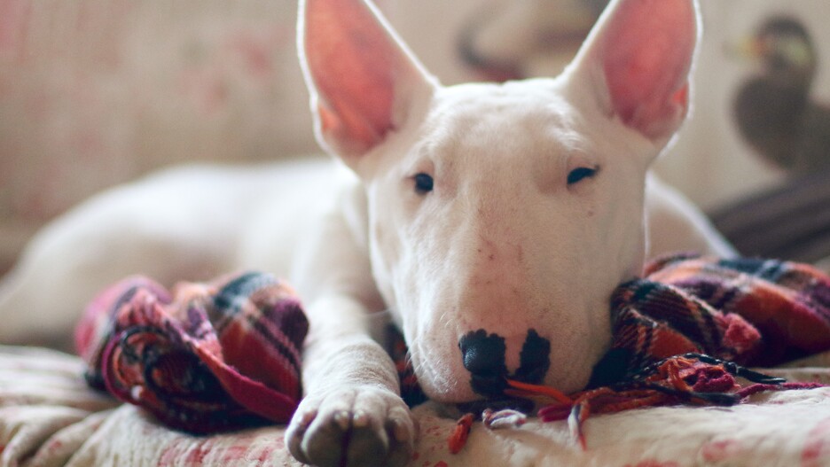 bull terrier