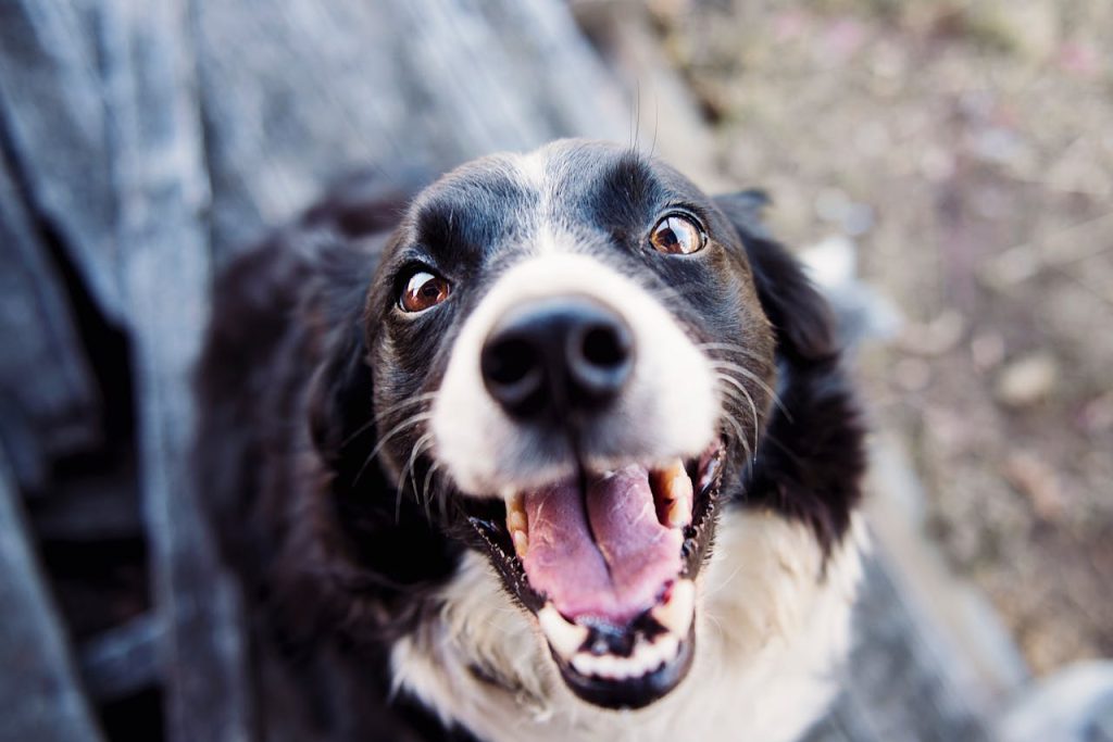 chien désobéissant